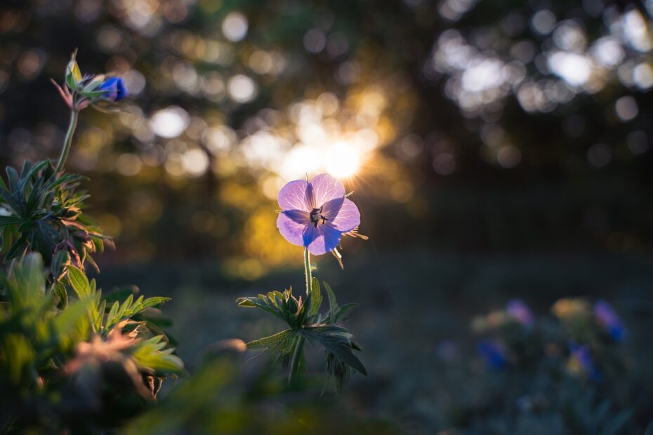 スピリチュアルな成長を助けるための、意識する植物の成長